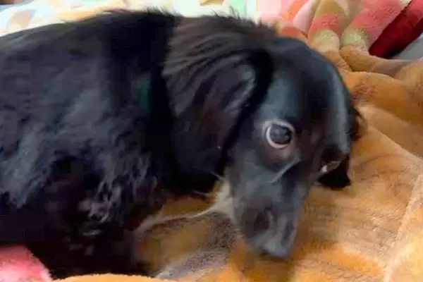 ママの言うこと聞かずにケンカをする2匹の犬→パパの足音が聞こえた瞬間…あからさまな『態度の違い』に爆笑「ボス犬来た時の反応と一緒で草」