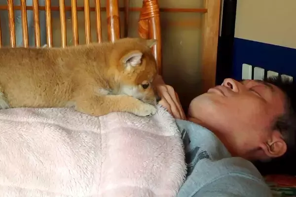 『パパ、まだ起きないのかなあ』お父さんの起床を待つ赤ちゃん犬→14年後…あまりに尊い『現在の光景』が9万再生「理想的な幸せ」「感動した」