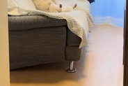 トイレから部屋に戻った結果→なぜか犬が『ソファ』にいて…人間にしか見えない『くつろぎ過ぎな光景』が42万再生「爆笑ｗｗ」「犬やめてて草」