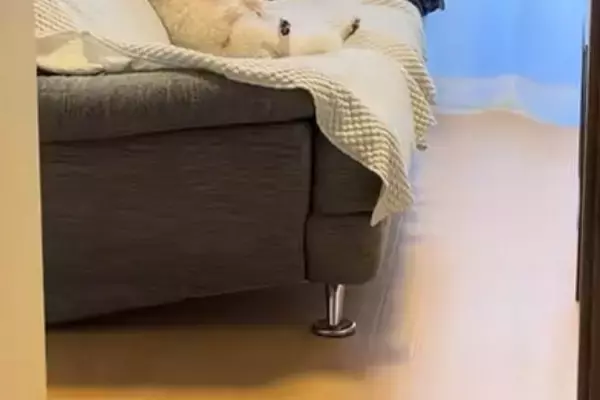 トイレから部屋に戻った結果→なぜか犬が『ソファ』にいて…人間にしか見えない『くつろぎ過ぎな光景』が42万再生「爆笑ｗｗ」「犬やめてて草」
