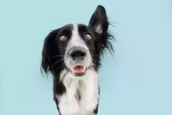 犬が大喜びする『音』5選　好む理由や暮らしの中で簡単に取り入れる方法までご紹介