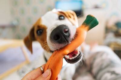 犬が大喜びする『音』5選　好む理由や暮らしの中で簡単に取り入れる方法までご紹介