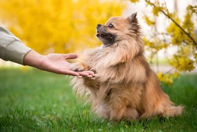 犬を最優先にしすぎることで起こるリスクとは？飼い主が陥りやすい状況や対策まで