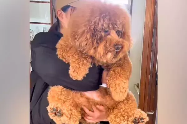 おばあちゃんが、お腹が弱い孫のためにあげた『腹巻き』→こっそり犬に着せてみたら…『気付いた瞬間の反応』が話題「愛情感じる」「嬉しそう」