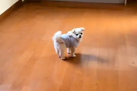 おじいちゃんの遺品整理を終え、空っぽになった実家へ→一緒についてきた犬が…胸がきゅっとなる『儚い光景』232万再生「涙が溢れてくる…」