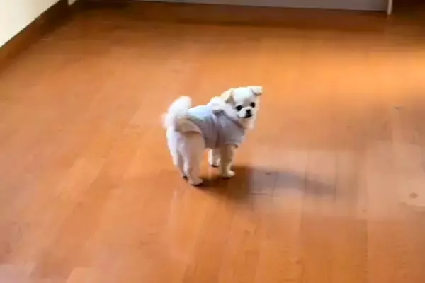 おじいちゃんの遺品整理を終え、空っぽになった実家へ→一緒についてきた犬が…胸がきゅっとなる『儚い光景』232万再生「涙が溢れてくる…」