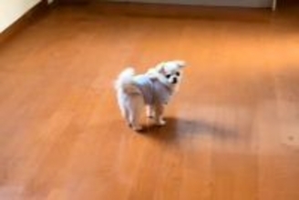 おじいちゃんの遺品整理を終え、空っぽになった実家へ→一緒についてきた犬が…胸がきゅっとなる『儚い光景』232万再生「涙が溢れてくる…」