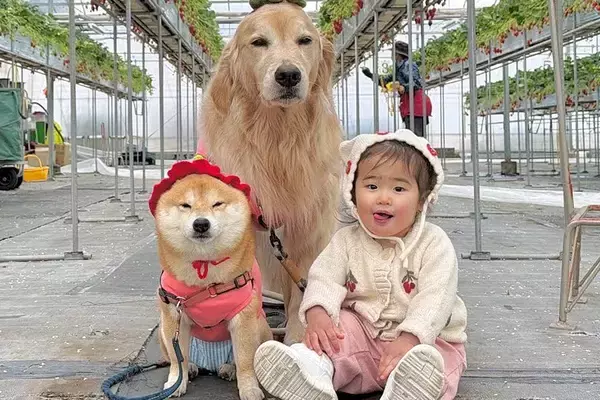 1歳の女の子と犬2匹を『いちご狩り』に連れていった結果→無限に見ていたい『愛おしすぎる光景』が16万再生「癒される」「幸せもらった気分」