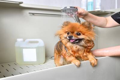 犬が『シャワーを嫌がる』心理4つ　お風呂が苦手に感じてしまう理由や解決策まで