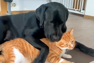 大型犬と猫の1日を観察→喧嘩していたかと思ったら、仲良くくっついて…あまりにも尊い関係性に反響「いいパートナー」「なんて微笑ましい」