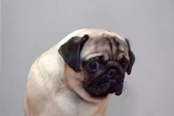 犬が辛いと思っている『タブー行為』5選　飼い主がやりがちなNG行動や改善策まで