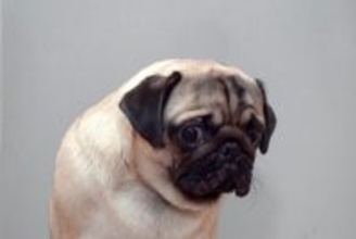 犬が辛いと思っている『タブー行為』5選　飼い主がやりがちなNG行動や改善策まで