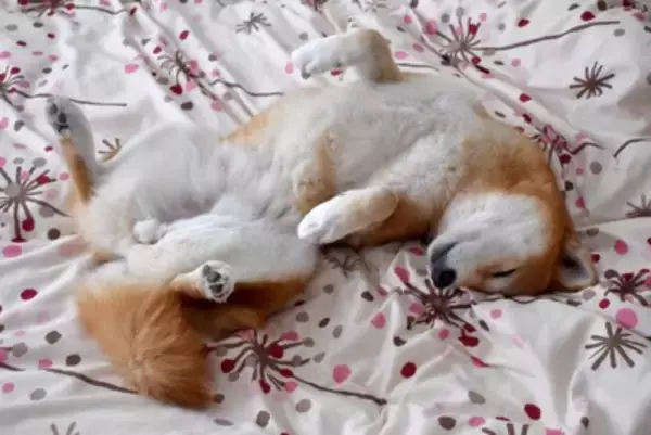 犬が飼い主にみせる『尊い行動』4つ　愛おしくて抱きしめたくなる仕草の意味とは？