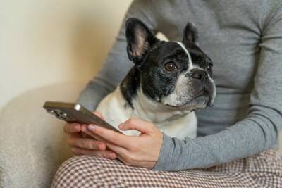 犬が飼い主にみせる『尊い行動』4つ　愛おしくて抱きしめたくなる仕草の意味とは？