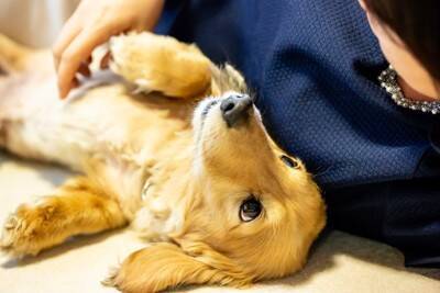 犬が飼い主にみせる『尊い行動』4つ　愛おしくて抱きしめたくなる仕草の意味とは？