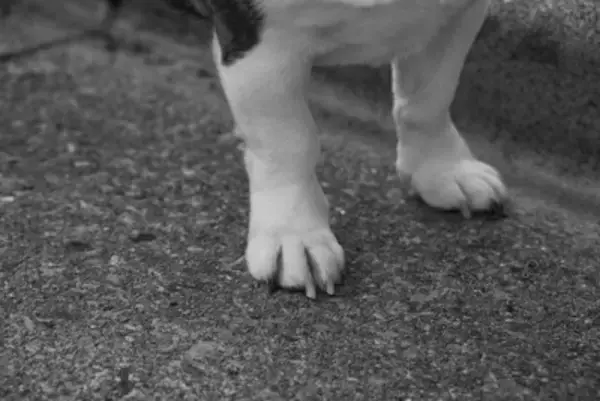 犬が『迷子』になってしまう原因5つ　日頃から飼い主が気をつけるべきことや対策まで