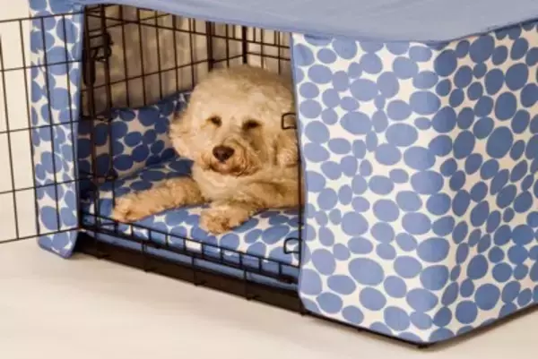 犬が『ケージ』から出てこない4つの心理　狭いところにずっといるときの注意点とは？