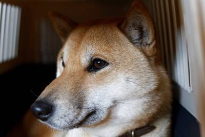 犬が『ケージ』から出てこない4つの心理　狭いところにずっといるときの注意点とは？