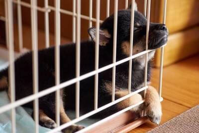 犬が『ケージ』から出てこない4つの心理　狭いところにずっといるときの注意点とは？