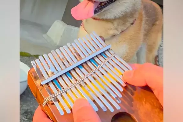 プロのカリンバ奏者が『犬の呼吸を聞いた』結果→おもむろに楽器を取り出して…シュールすぎる光景に4万いいね「続きを…！」「メトロノームで草」