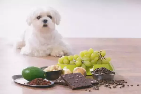 犬が『誤飲』すると死ぬかもしれないもの7選　愛犬の命を守るために必ずすべき対策とは？