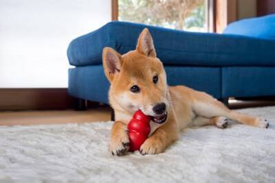 犬が『誤飲』すると死ぬかもしれないもの7選　愛犬の命を守るために必ずすべき対策とは？