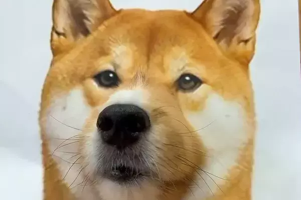 『柴犬』かと思って見ていたら…？あまりにも違和感なく馴染んでしまった『動物の顔はめ』が可愛すぎると169万再生「騙されたｗ」「完全同化」