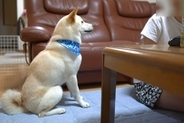 娘の勉強中、イタズラをして怒られてしまった犬→『ごめんなさいのやり方』を教えてあげたら…あまりにも尊い行動に反響「いい子」「涙出てきた」