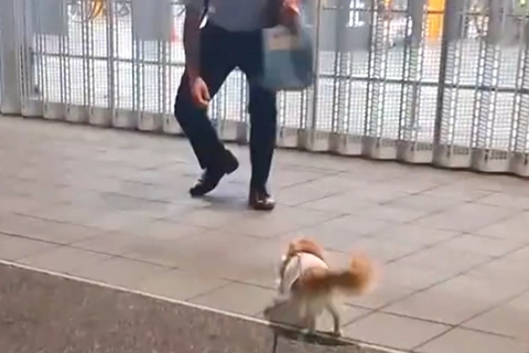 単身赴任中のパパと『3週間ぶり』に会った犬　「駆け寄ってて可愛すぎる」「見てるだけで幸せ」愛に溢れた『再会の瞬間』に10万再生の反響