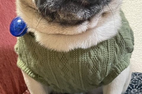 食事を与えられず、ガリガリに痩せ細った元繁殖犬→過去からは考えられない『現在の光景』に感動「胸が痛くて涙出た」「過去の分も幸せになって」