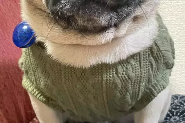 食事を与えられず、ガリガリに痩せ細った元繁殖犬→過去からは考えられない『現在の光景』に感動「胸が痛くて涙出た」「過去の分も幸せになって」