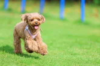 犬が『運動不足』になっているサイン6つ　運動が足りていないときに起こる悪影響とは？