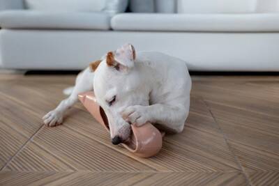 犬が『運動不足』になっているサイン6つ　運動が足りていないときに起こる悪影響とは？