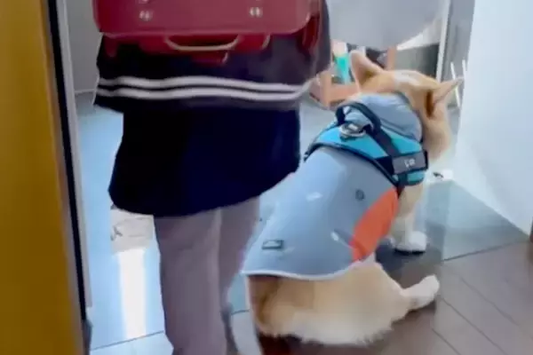 小学生の娘が学校に行くことを察した犬→ランドセルを背負うと…想像以上の『絶望っぷり』が39万再生「後ろ姿が愛らしい」「寂しいね」と反響
