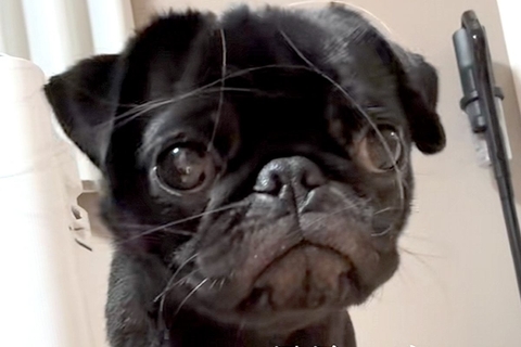 可愛らしい顔の犬を撮影→『足』を見てみると…無加工とは思えない『衝撃的な長さ』が100万再生「スタイル良すぎｗｗ」「全女子が憧れる」