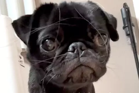 可愛らしい顔の犬を撮影→『足』を見てみると…無加工とは思えない『衝撃的な長さ』が100万再生「スタイル良すぎｗｗ」「全女子が憧れる」