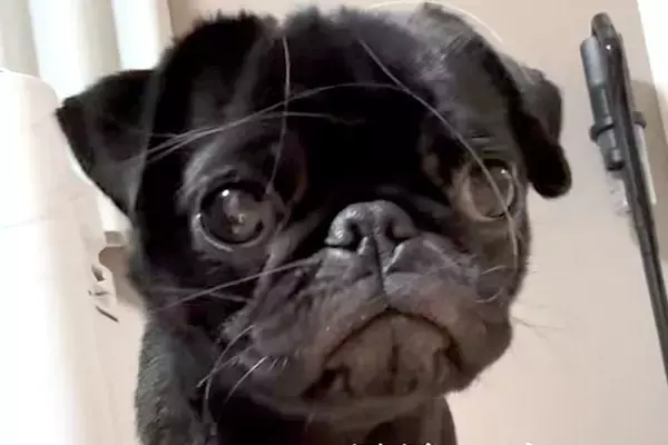 可愛らしい顔の犬を撮影→『足』を見てみると…無加工とは思えない『衝撃的な長さ』が100万再生「スタイル良すぎｗｗ」「全女子が憧れる」