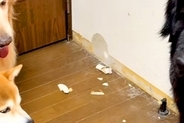 『家食べたの、誰？』犬たちに質問した結果→ふと1匹に目をやると…思わず吹く『衝撃の光景』が555万再生「詰めが甘いｗ」「堂々としてて草」