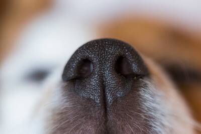 犬の『嗅覚』は人間の何倍優れているの？意外と知られていない驚きの能力や仕組みまで