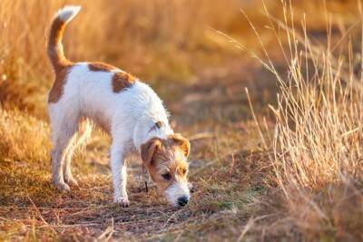 犬の『嗅覚』は人間の何倍優れているの？意外と知られていない驚きの能力や仕組みまで