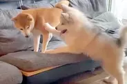 自分より小さな犬に挑む『大型犬の子犬』→反撃され、転んでしまい…あまりに弱すぎる『まさかの光景』が38万再生「こてーん」「赤ちゃんｗｗ」
