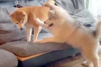 自分より小さな犬に挑む『大型犬の子犬』→反撃され、転んでしまい…あまりに弱すぎる『まさかの光景』が38万再生「こてーん」「赤ちゃんｗｗ」