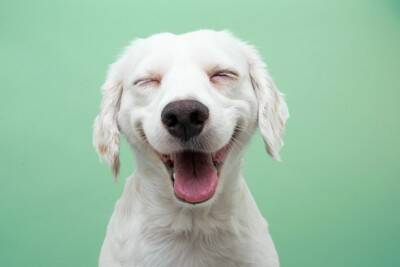 犬が『幸せだな』と感じる瞬間5選　日々の暮らしが充実しているときにみせるサインや幸福度を高めるコツまで