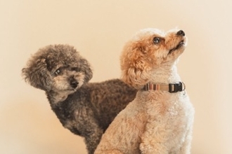 犬が命を落とすかもしれない『危険な首輪』5つ　購入前に必ずすべきチェック項目まで