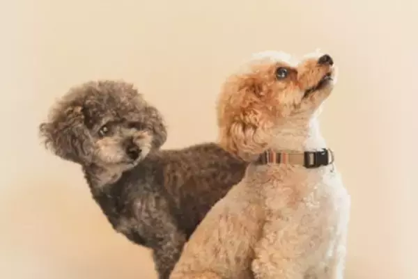 犬が命を落とすかもしれない『危険な首輪』5つ　購入前に必ずすべきチェック項目まで