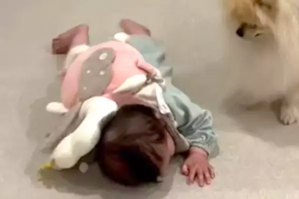 赤ちゃんが一生懸命にハイハイをすると『心配性の犬』が…いつまでも見ていたい『約1年間の成長記録』が198万再生「最高」「ステキな兄妹」