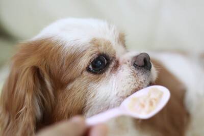 犬が老犬になる前に改善すべきこと4つ　見直した方がいい生活習慣や事前準備まで