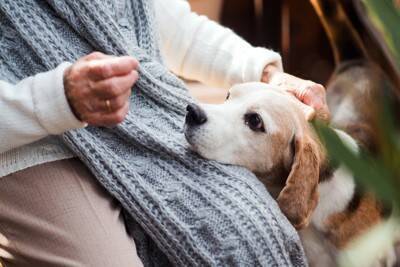 犬が老犬になる前に改善すべきこと4つ　見直した方がいい生活習慣や事前準備まで