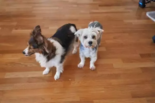 犬に『フローリング』は危険なの？滑りやすい床が引き起こすケガや事故とは？