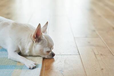 犬に『フローリング』は危険なの？滑りやすい床が引き起こすケガや事故とは？